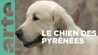 Le chien de montagne des Pyrénées | Invitation au voyage | ARTE