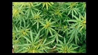 Terence McKenna - Cannabis VS The Hierarchy