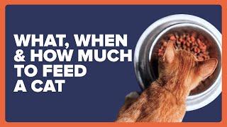 What, When and How Much Food Should I Feed My Cat?