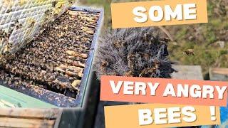 Inspection in my apiary SOME VERY AGGRESSIVE COLONIES ! They hate my microphone  #bees #beekeeping