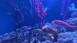 Fish in Aquarium