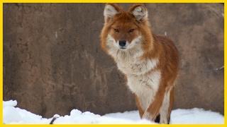 Dhole: The Phantom Of The Forest - Wildlife Documentary