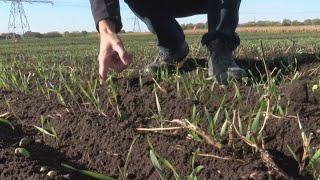 U of M researchers exploring viability of cold weather wheat in Minnesota