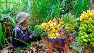 Full Video: Harvesting Bananas Goes to Market Sell - Daily Life, Harvest, Cooking | Tieu Lien