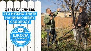 Золотые правила обрезки сливы. Теперь вам станет все понятно! Подробное видео про обрезку сливы