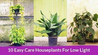 10 Easy Care Houseplants For Low Light / Joy Us Garden