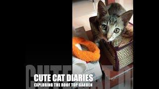 CUTE CAT DIARIES