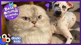 Grumpy Faced Cat Tries To Love His Dalmatian Little Brother | Best Animal Friends | Dodo Kids