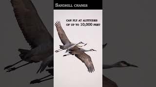 Wildlife Documentary = Taking Flight: The High-Altitude Abilities of Sandhill Cranes"