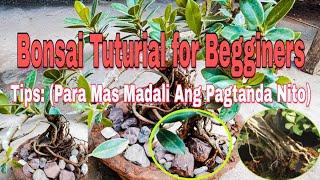 Bonsai Tururials for Beginners: (Make Over Balete Tree) + Tips Kung Paano Mabilis Tumanda Ang Bonsai