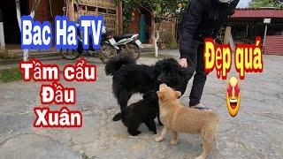 Bac Ha TV đi tầm cẩu đầu xuân gặp toàn chó đẹp | Chó bắc hà là một trong tứ đại quốc khuyển VN...