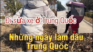 Làm dâu Trung Quốc sướng hay khổ #cuộcsốngtrungquốc