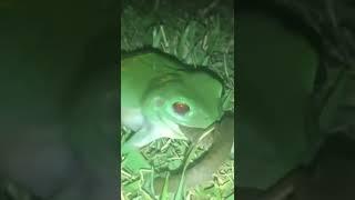 먹이사슬을 완전 무시한 개구리 왕눈이. Frog devour a snake. https://www.youtube.com/watch?v=dSSDv6fttx8