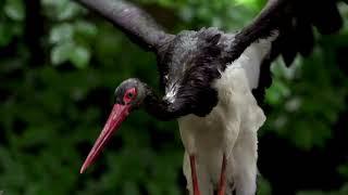 The Enigmatic Black Stork: Secrets of the Elusive Bird