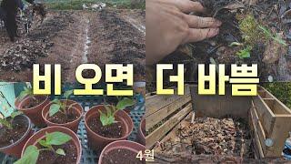 Proper spring rains / Spring composting / Late spring planting / Transplanting native tomato* plants