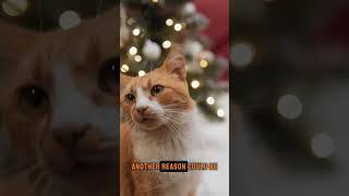 Cat Zoomies Explained!  Why Your Cat Runs Wild! #catbehavior #catcuriosity #catfacts  #petcare