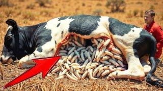 Rescue story: Rescue Team Saves Dairy Cow From Venomous Bee Swarm