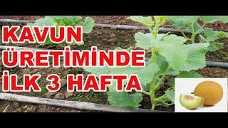 KAVUN ÜRETİMİNDE İLK 3 HAFTA YAPILMASI GEREKENLER