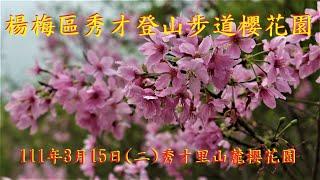 楊梅區秀才山登山步道 山麓櫻花園 111/3/15日