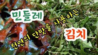 당뇨병 고혈압에 큰 도움이 되는 민들레 김치 천연의 단맛을 사용하는 민들레 김치 쉽고 간편한 민들레 김치