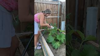 Bugs #backyardgardening #homegardening #garden #raisedbedgarden #urbangardening #gardening #aphids