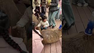Kapi My Daily Life Share Happy Animal Science Pets and Children Little Pets