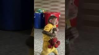 so funny ! Clever cutis monkey steals mom's fruit #babymonkeycutis#shortsvideo