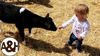 We help bottle feed some calves! (with Willow Creek Homestead)