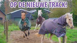 DE PAARDEN MOGEN OP DE NIEUWE TRACK!