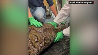 GRAPHIC: Scientists find 5-foot alligator inside dead python