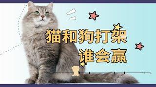 猫和狗打架谁会赢呢