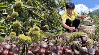 栗子熟了，阿嬷打落一地，炖汤鲜甜，板栗南瓜饭软糯清香｜chinese chestnut【闽湖阿嬤Fujian Grandma】