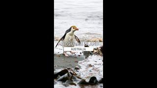 Macquarie Island, Sub-Antarctic Australia