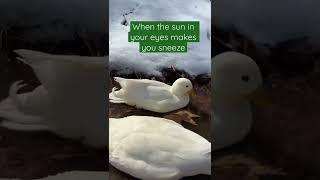Mr. Whip sneezes are so cute #dunkinducks #duck