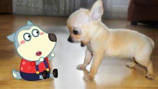 Little Cute Puppy vs Tiny Wolfoo  Wolfoo in Real Life ! Funniest Cats And Dogs Videos