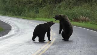 Epic grizzly bear fight!