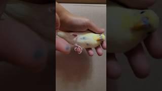 Bakın Balım'ı severken parmağıma ne oldu  #muhabbetkuşu #budgies #trend #parrot