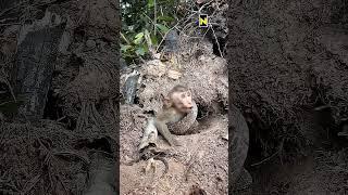 How did the snake twist the monkey #wildlife national geographic #discovery #animalplanet