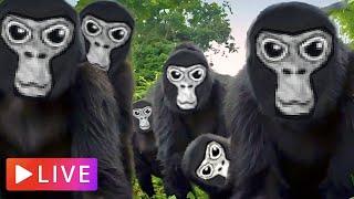 New Gorilla Tag Live Stream | Come Join !!