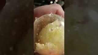 Elephant snot