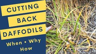 Cutting Back Daffodils: When, Why and How