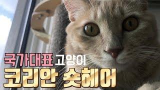 [ENG SUB] 왕과 겸상하는 고양이 코리안 숏헤어