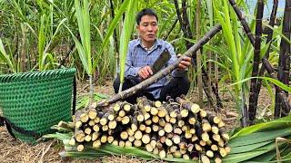 Harvesting Sugarcane Garden Goes to market sell - Farm | Solo Survival