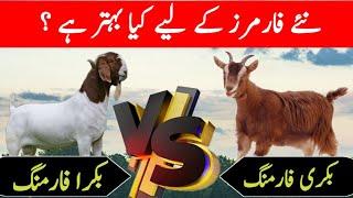 bakra farming v/s bakri farming || dhool goat farm