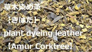 草木染め革【きはだ】ができるまで＿ How to make plant dyeing leather【Amur Corktree】