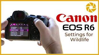 Canon R6 Settings For Wildlife Photography