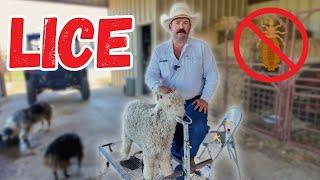 Treating Our Angora Goats for LICE | Bar 7 Ranch