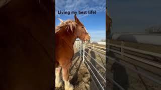 December in Alberta! No snow! #fun #horse #equestriansport #equestrian #clydesdale