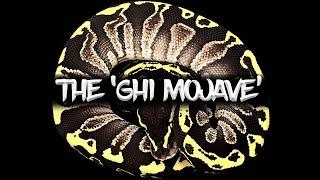 The 'GHI Mojave' Ball Python