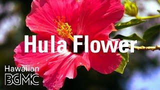 Hula Flower: Beautiful Tropical Music & Relaxing Hawaiian Music LIVE for Paradise Holiday